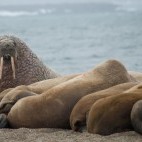 Walruses in North Spitsbergen.