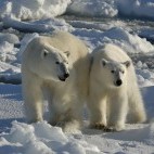 Mother polar bear and cub in North Spitsbergen.