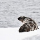 Hooded seal in Jan Mayen, the Arctic