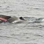 Humpback whale in Jan Mayen, the Arctic