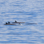 Northern bottlenose whale in the Atlantic Ocean.