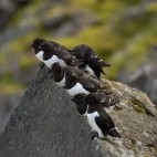 Little auk in Spitsbergen