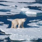 Polar bear in Spitsbergen