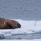 Walrus in Spitsbergen