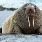 Walrus in Spitsbergen