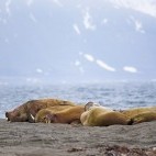 Walrus in Spitsbergen