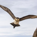 Arctic skua in Svalbard.