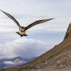 Arctic skua in Spitsbergen.