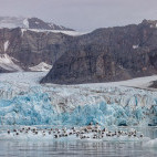 Kittiwakes in Svalbard.