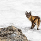 Arctic fox in Svalbard.