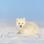 Arctic fox in Svalbard