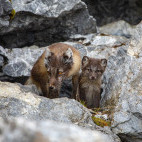 Arctic fox in Svalbard.