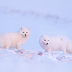 Arctic fox in Svalbard