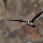Arctic skua in Svalbard.