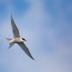 Arctic tern in Svalbard.