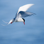 Arctic tern in Svalbard.
