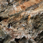 Atlantic puffin in Spitsbergen.