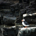 Atlantic puffin in North Spitsbergen.