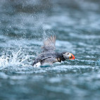 Atlantic puffin in Svalbard.