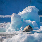 Bearded seal in Svalbard.
