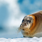 Bearded seal in Svalbard.