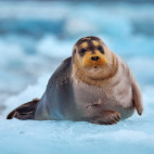 Bearded seal in Svalbard