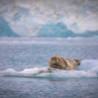 Bearded seal in Svalbard.