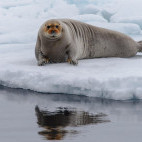 Bearded seal in Svalbard