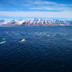 Beluga whales in Svalbard