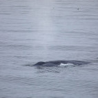 Blue whale in Svalbard.