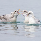 Fulmar in North Spitsbergen.