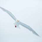 Glaucous gull in Spitsbergen.