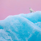 Ivory gull in Svalbard.
