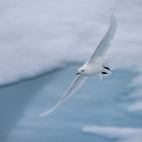 Ivory gull in Svalbard.