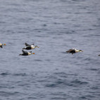 King and common eider in Svalbard.