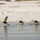 King eider in Svalbard