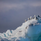 Kittiwake in Svalbard.