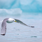 Kittiwake in Svalbard.