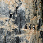 Kittiwake in Spitsbergen.