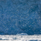Kittiwakes in Svalbard.