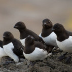 Little auk in Svalbard