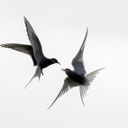 Arctic tern in Svalbard.