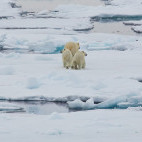 Polar bear in North Spitsbergen.