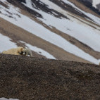 Polar bear & cub in Svalbard.