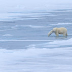 Polar bear & cub in Svalbard.
