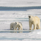 Polar bear in Svalbard