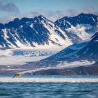 Polar bear in Svalbard.