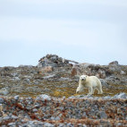 Polar bear in Spitsbergen.