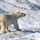 Polar bear in Spitsbergen.