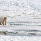 Polar bear in Svalbard.